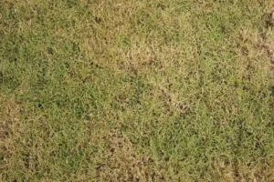 brown-lawn